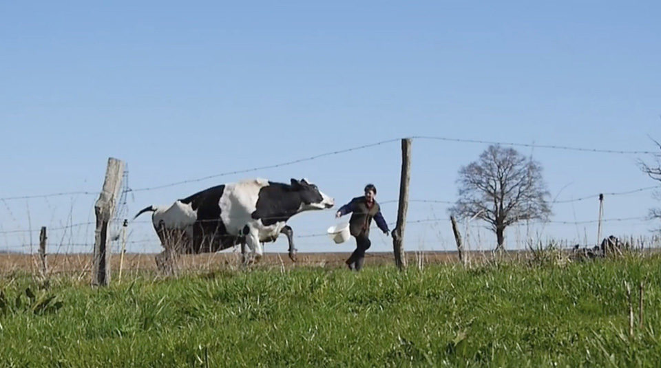 les-vaches-n-auront-plus-de-nom